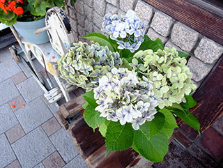f:id:MSHIBATA:20130611064035j:image f:id:MSHIBATA:20130611064035j:image