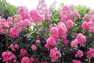 f:id:MSHIBATA:20130803125518j:image