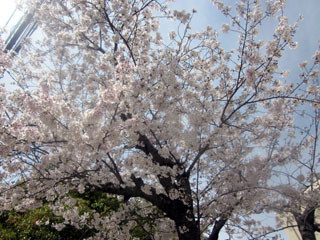 f:id:MSHIBATA:20140406063804j:image