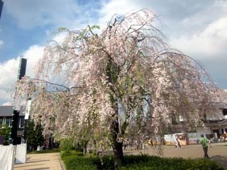 f:id:MSHIBATA:20140427055226j:image
