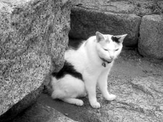 f:id:MSHIBATA:20140727071915j:image