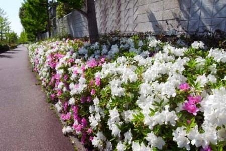 f:id:MSHIBATA:20150504070755j:image