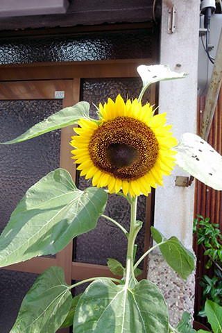 f:id:MSHIBATA:20150731050711j:image