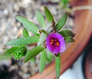 f:id:MSHIBATA:20150820102925j:image