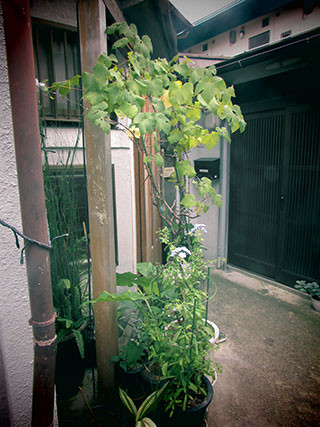 f:id:MSHIBATA:20150927062511j:image f:id:MSHIBATA:20150927062511j:image