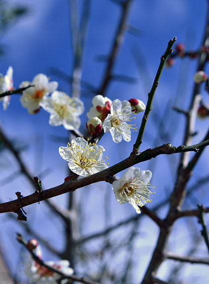 f:id:MSHIBATA:20160207103104j:image