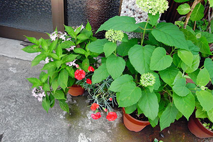 f:id:MSHIBATA:20160528045618j:image f:id:MSHIBATA:20160528045618j:image