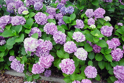 f:id:MSHIBATA:20160623045129j:image