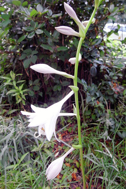 f:id:MSHIBATA:20160627062438j:image