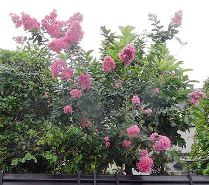 f:id:MSHIBATA:20160726053802j:image