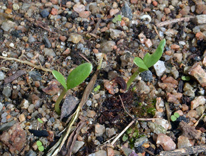 f:id:MSHIBATA:20161001104217j:image