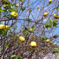 f:id:MSHIBATA:20161101030912j:image:medium:left