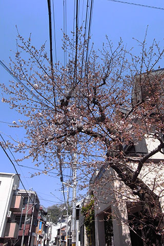 f:id:MSHIBATA:20170405045139j:image