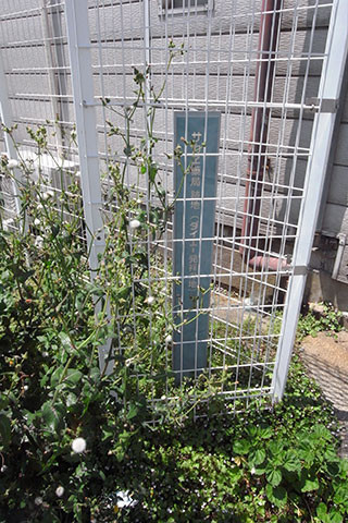 f:id:MSHIBATA:20170526021149j:image