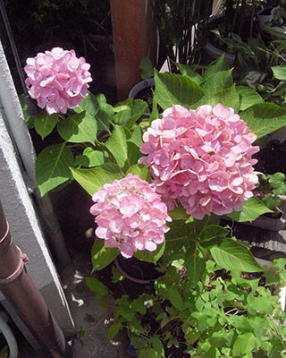 f:id:MSHIBATA:20170720051403j:image