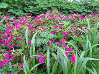 f:id:MSHIBATA:20170722061148j:image