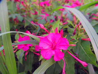 f:id:MSHIBATA:20170722061149j:image