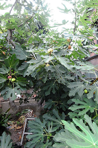 f:id:MSHIBATA:20170908191308j:image f:id:MSHIBATA:20170908191308j:image