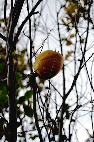 f:id:MSHIBATA:20171205131722j:image