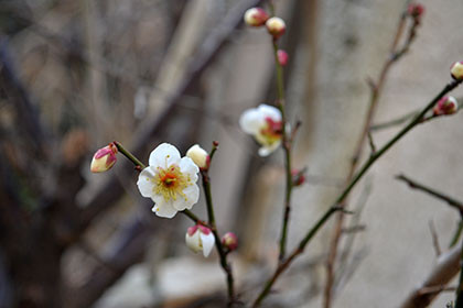 f:id:MSHIBATA:20180220074336j:image