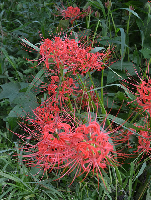 f:id:MSHIBATA:20180917060150j:image:w420