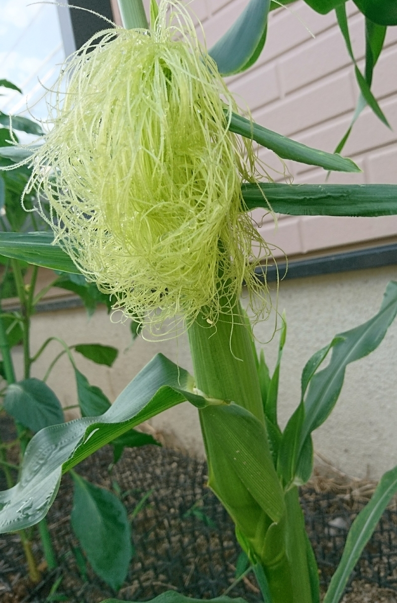 f:id:MUJI:20190625080054j:plain f:id:MUJI:20190625080054j:plain