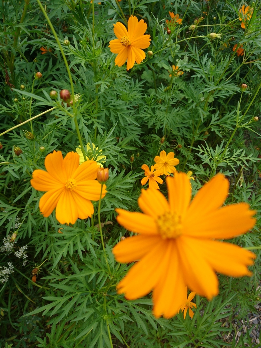 f:id:MUJI:20191005214333j:plain f:id:MUJI:20191005214333j:plain