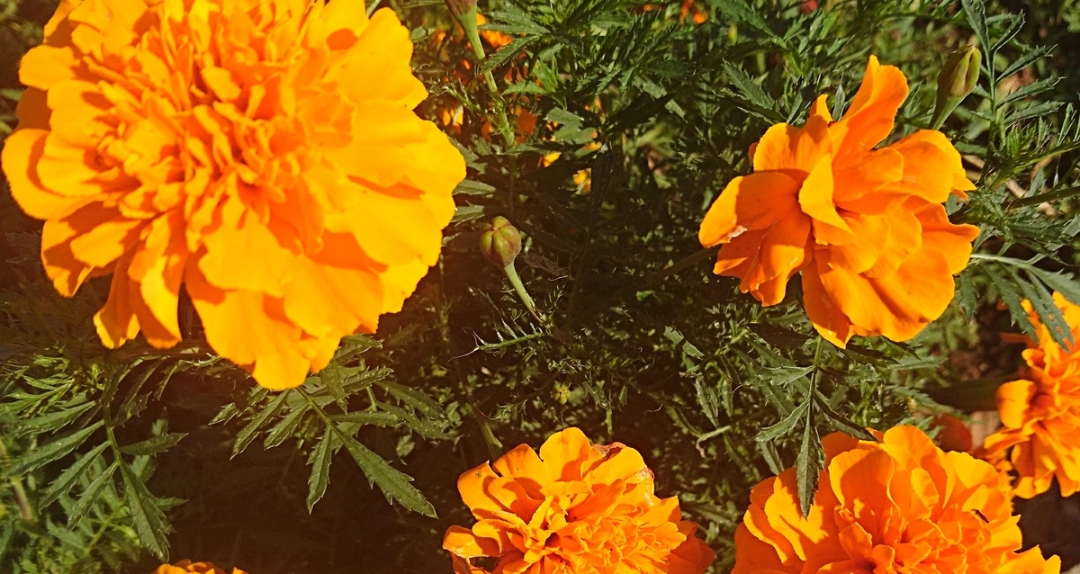 f:id:MUJI:20191026091652j:plain f:id:MUJI:20191026091652j:plain