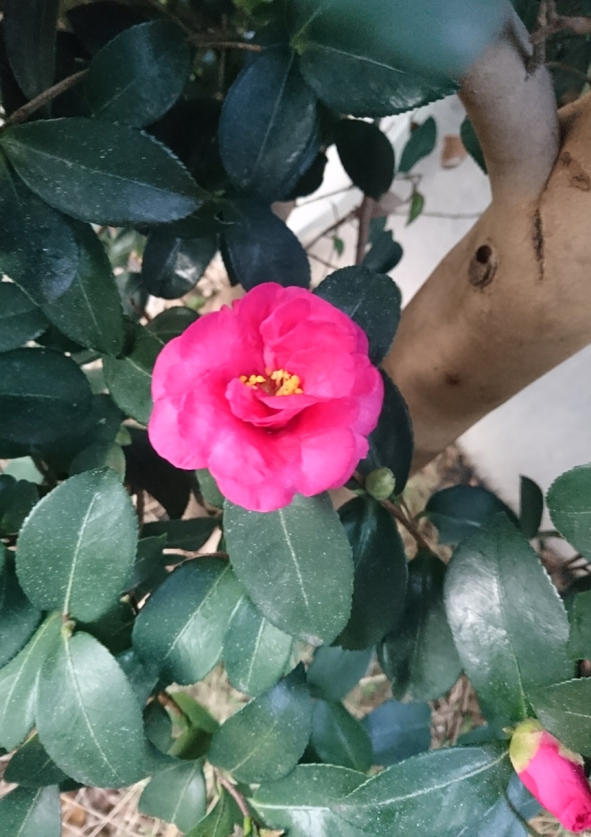 f:id:MUJI:20191116062633j:plain