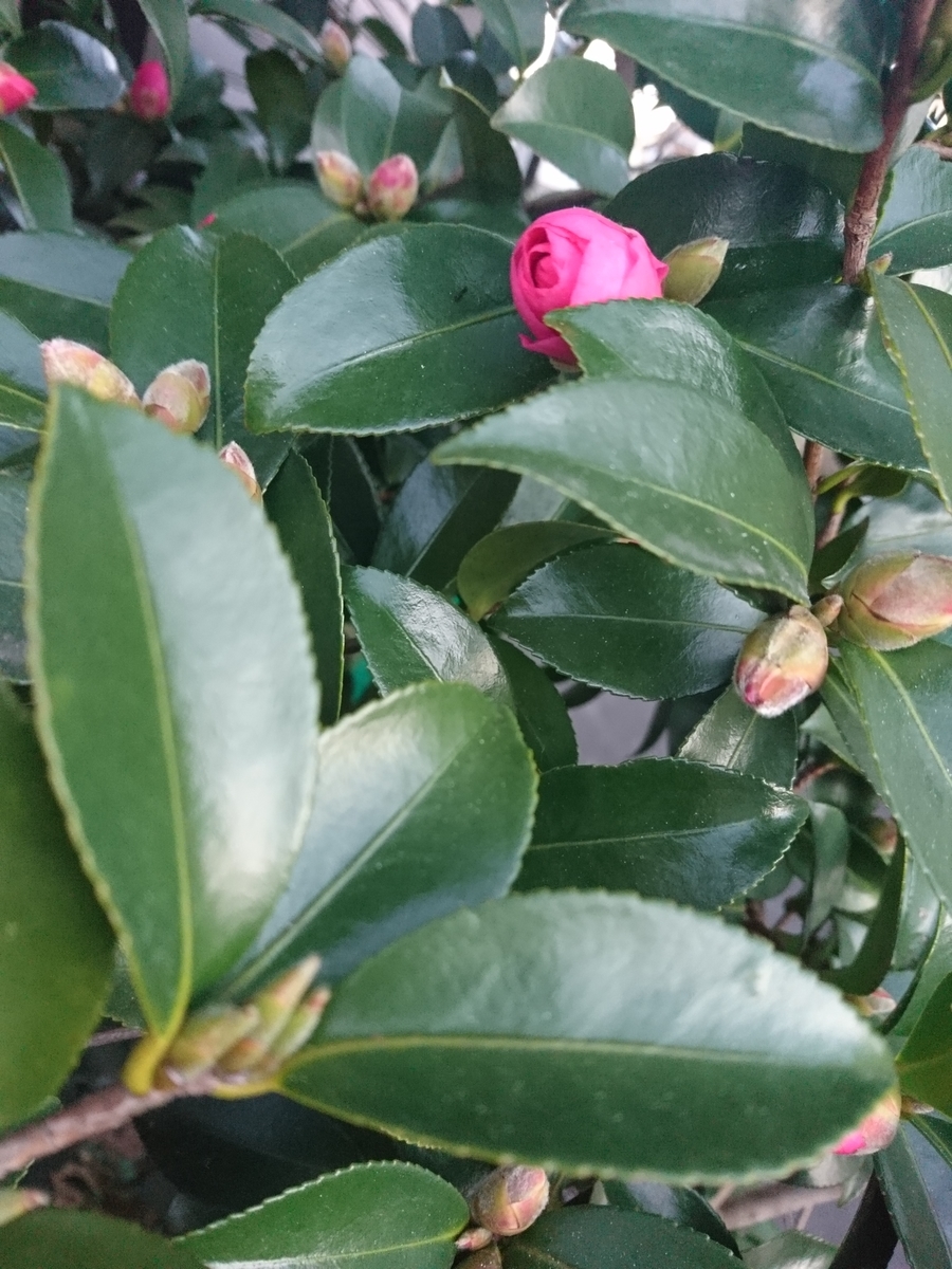 f:id:MUJI:20191116062704j:plain