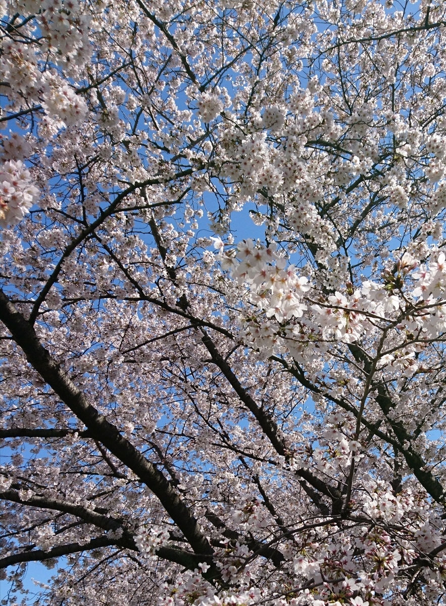 f:id:MUJI:20200325225246j:plain