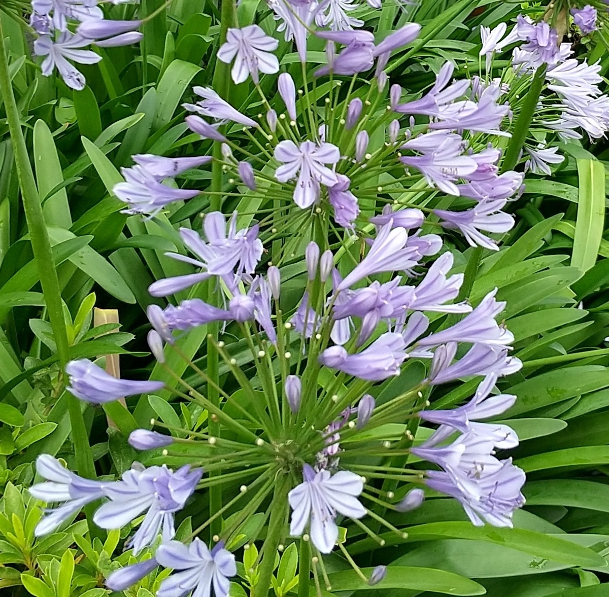 f:id:MUJI:20200715094642j:plain f:id:MUJI:20200715094642j:plain