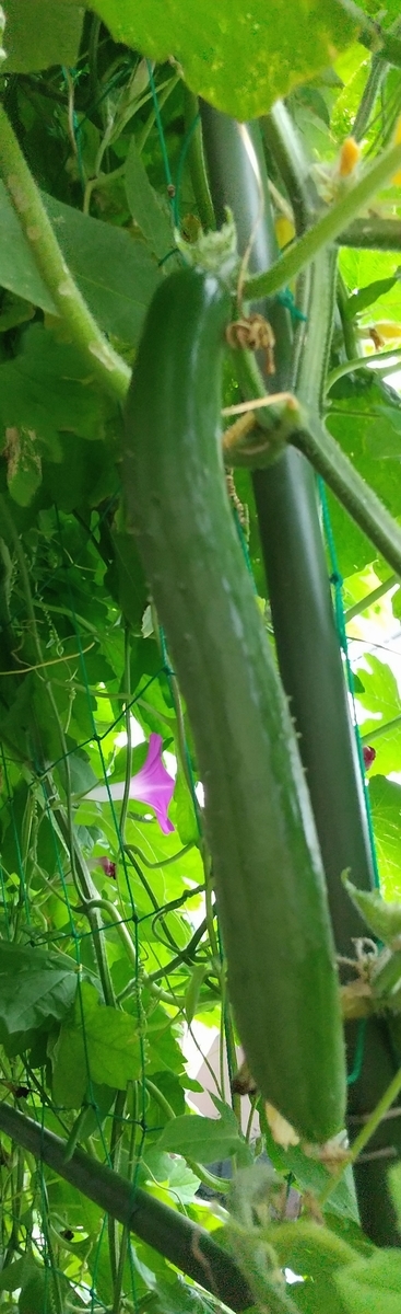 f:id:MUJI:20200718192418j:plain