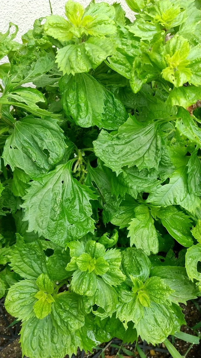 f:id:MUJI:20200725114019j:plain f:id:MUJI:20200725114019j:plain