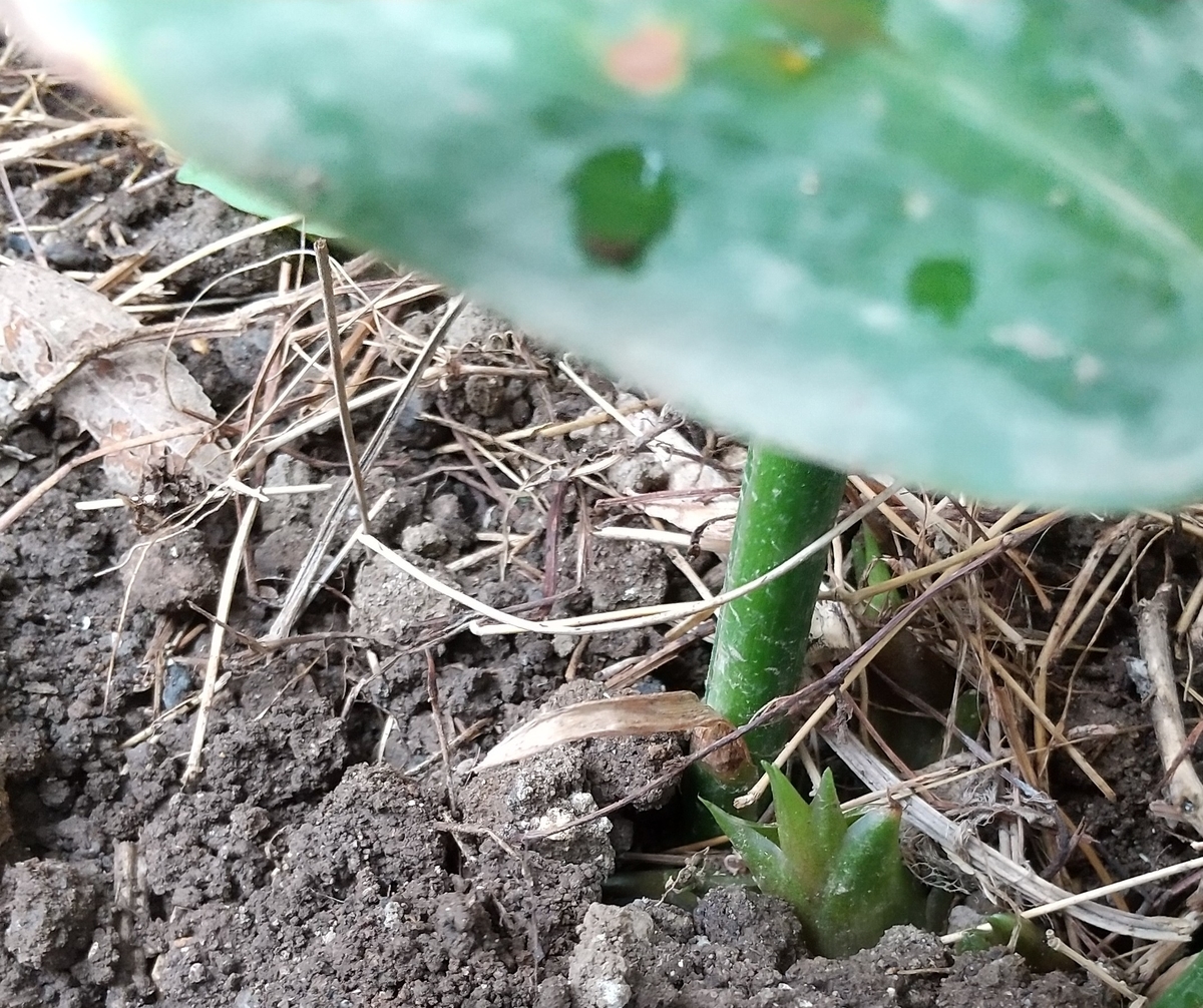 f:id:MUJI:20200916121436j:plain