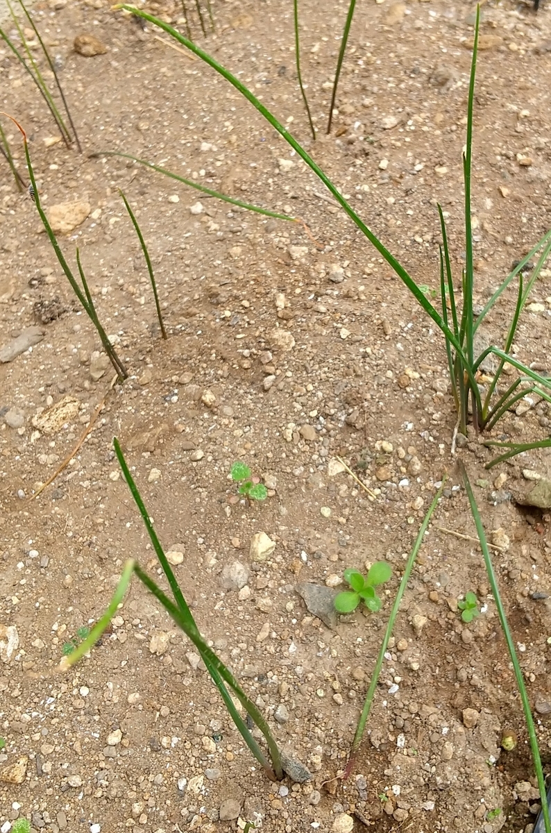 f:id:MUJI:20201113214855j:plain f:id:MUJI:20201113214855j:plain