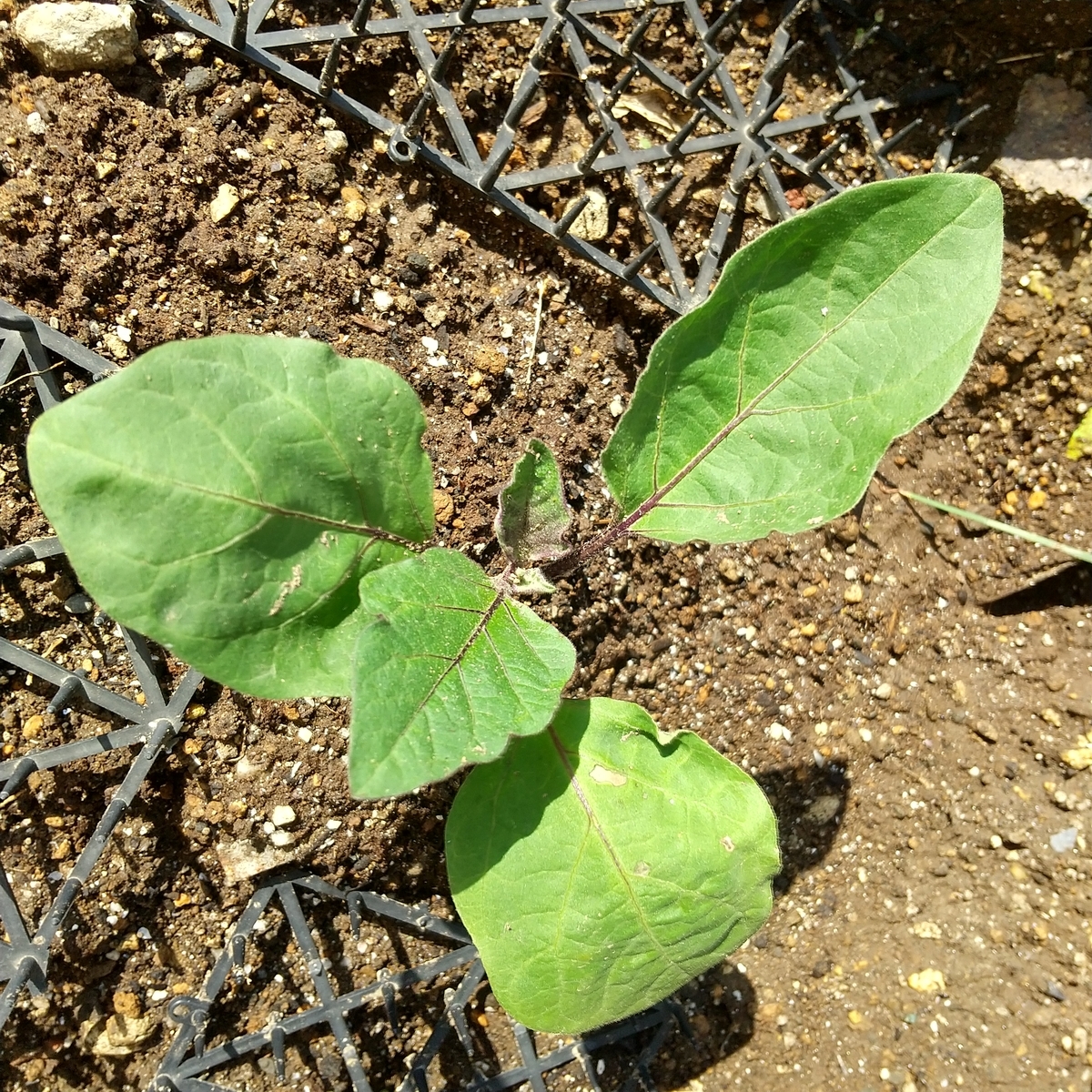 f:id:MUJI:20210502190825j:plain