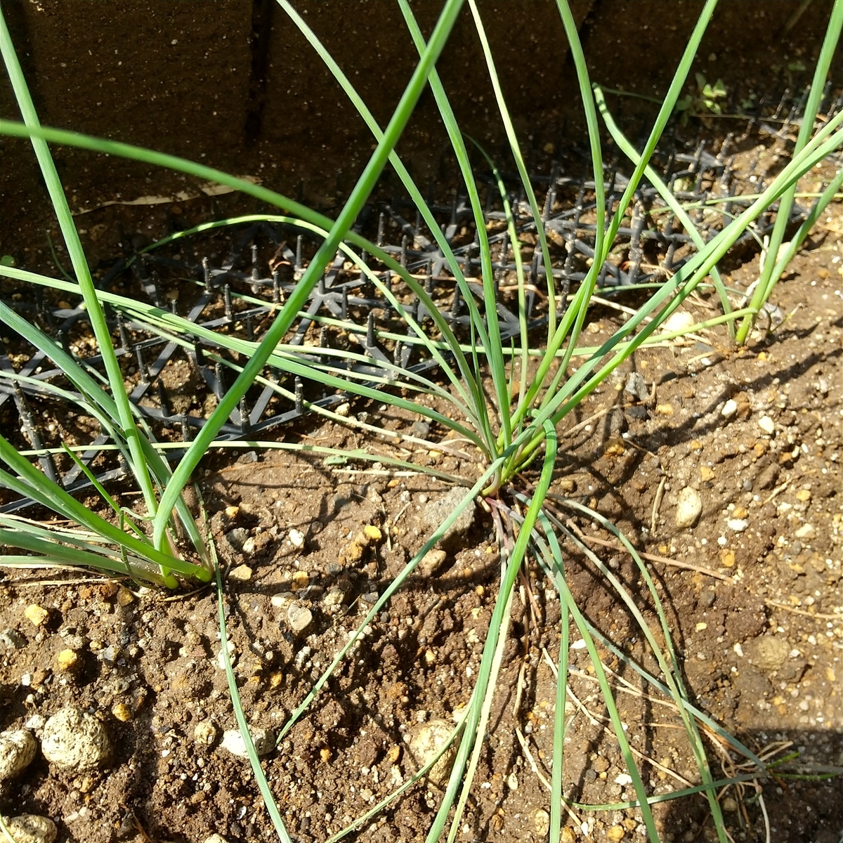 f:id:MUJI:20210502190903j:plain