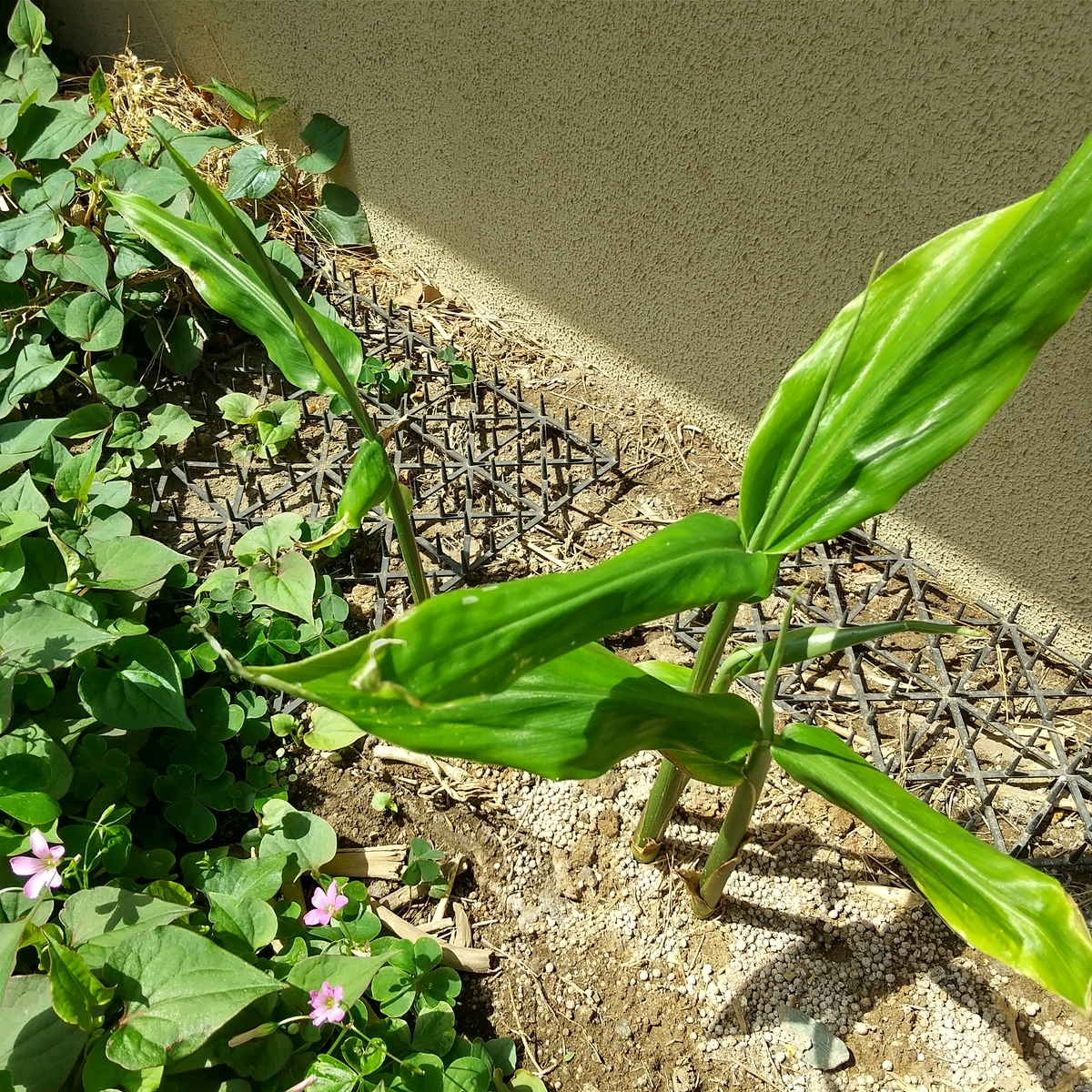 f:id:MUJI:20210502191018j:plain