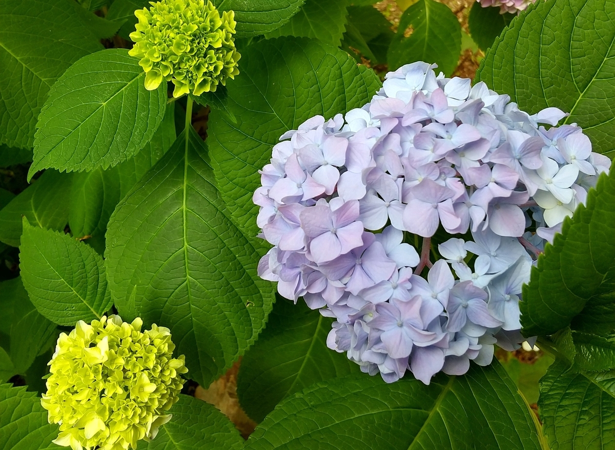 f:id:MUJI:20210526103028j:plain