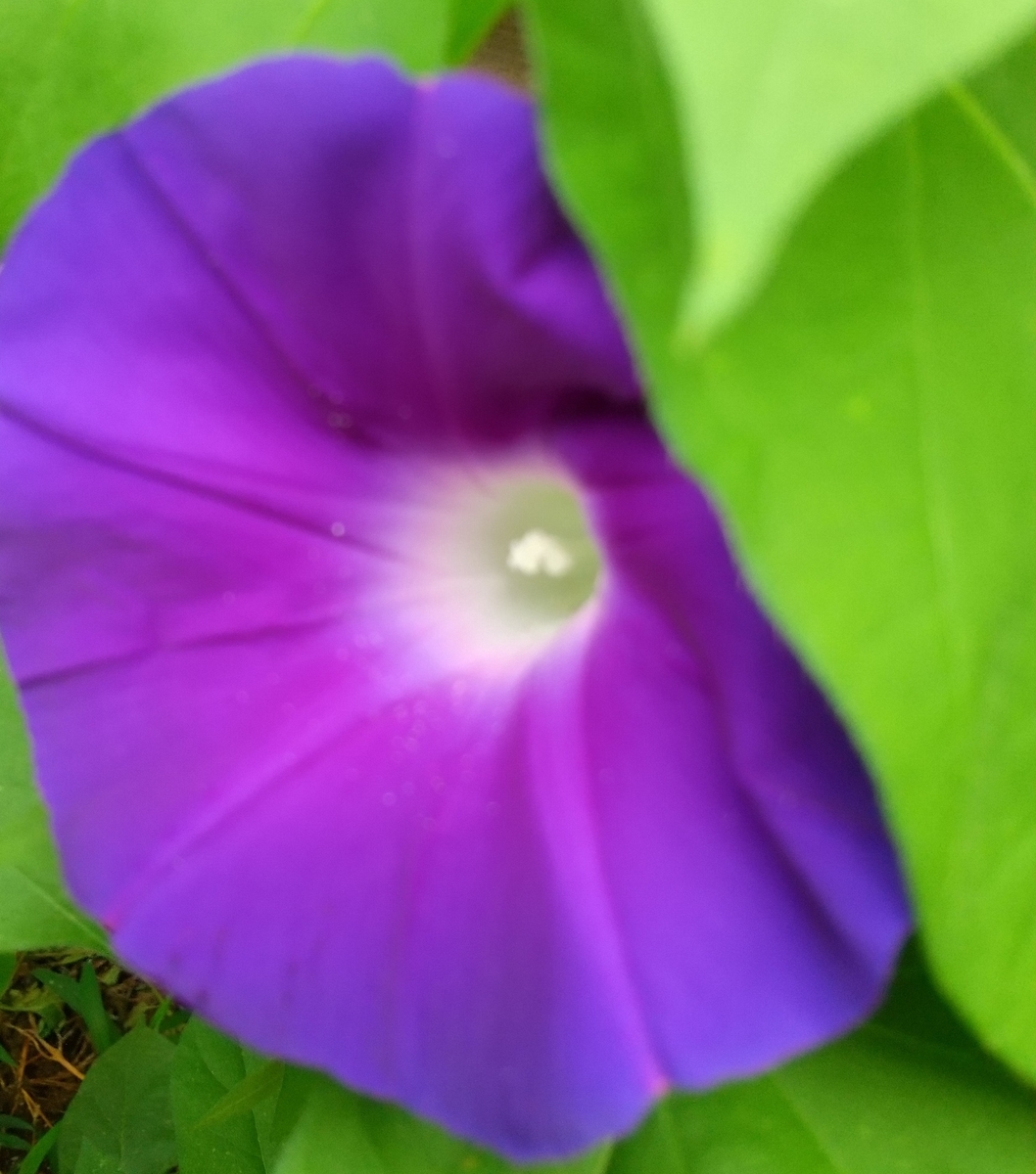 f:id:MUJI:20210706163723j:plain