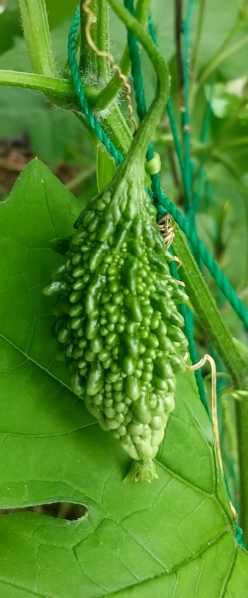 f:id:MUJI:20210712162558j:plain