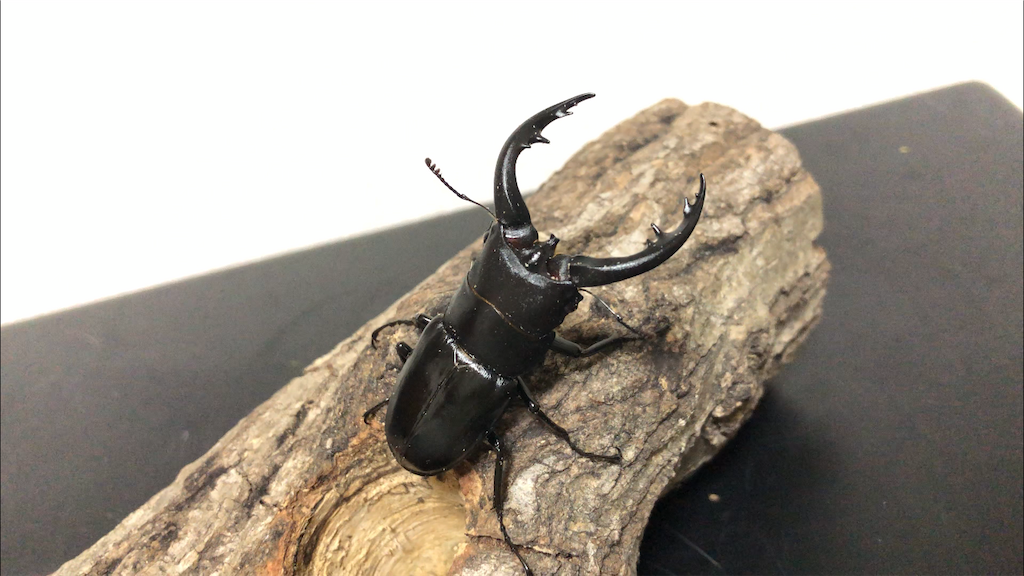 超貴重イヘヤノコギリクワガタ特大標本セット M <1110z昆虫標本