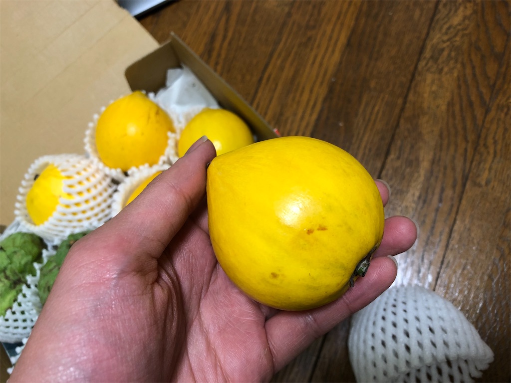 カニステルの種を蒔いてみた Mushi Kun S Blog