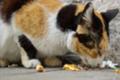[横須賀][猫][ネコ]猫接
