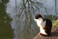 [猫][日比谷公園]
