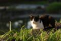 [猫][日比谷公園]