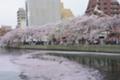 [横浜][大岡川][桜]黄金町から日ノ出町の桜