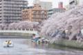 [横浜][大岡川][桜]黄金町から日ノ出町の桜