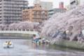 [横浜][大岡川][桜]黄金町から日ノ出町の桜